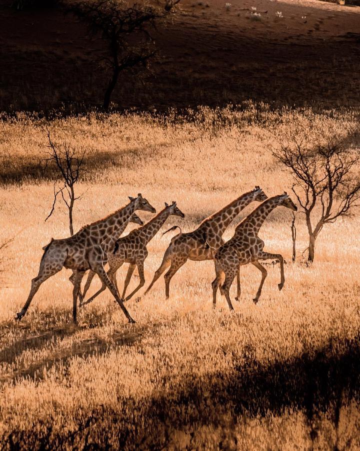 Vila Bagatelle Kalahari Game Ranch Hardap Exteriér fotografie
