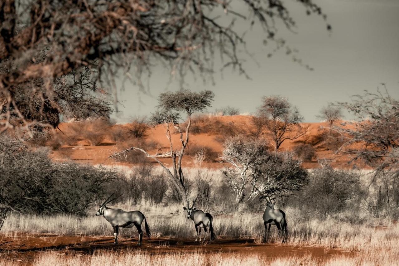 Vila Bagatelle Kalahari Game Ranch Hardap Exteriér fotografie