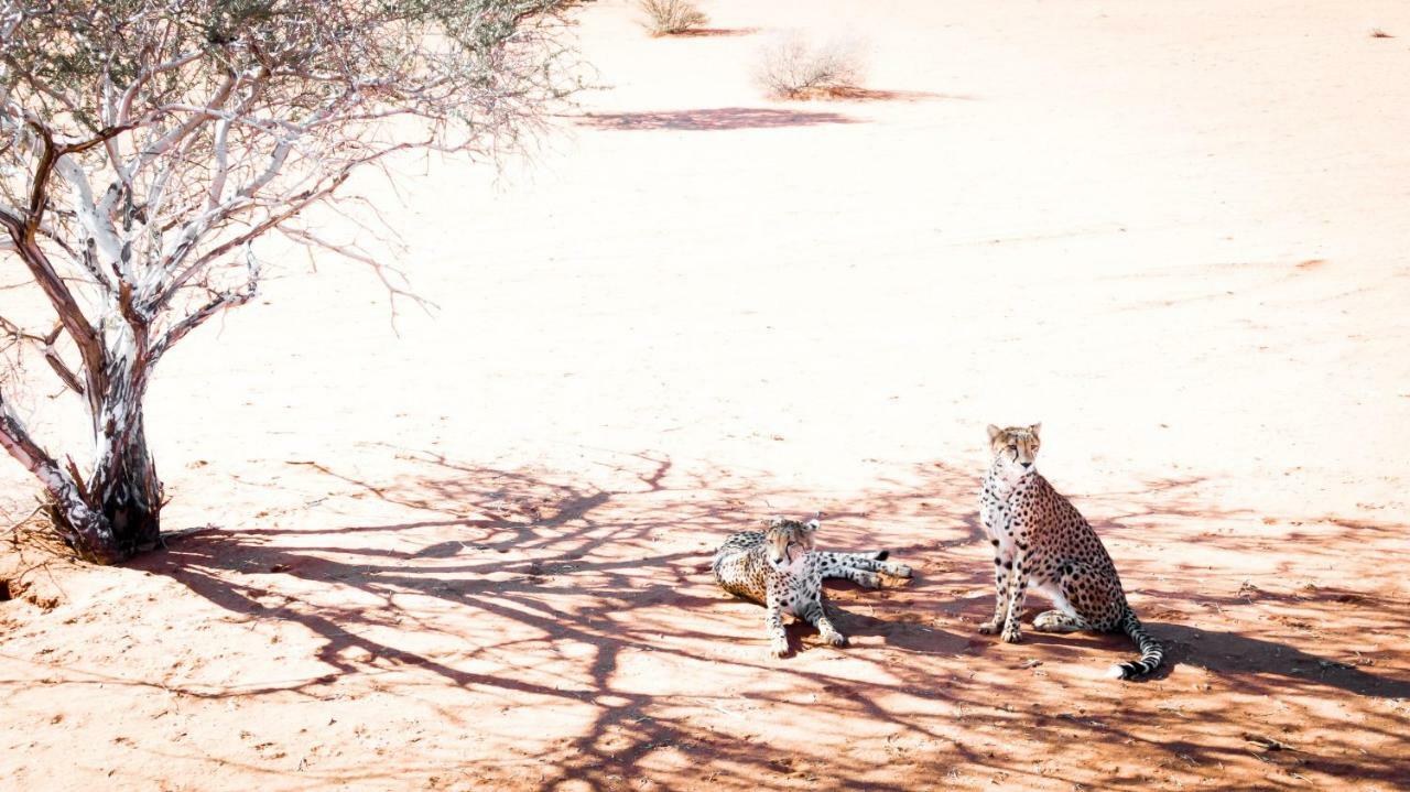 Vila Bagatelle Kalahari Game Ranch Hardap Exteriér fotografie